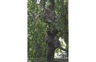 Property photo 101 - Historic Beechwood Circle Mansion